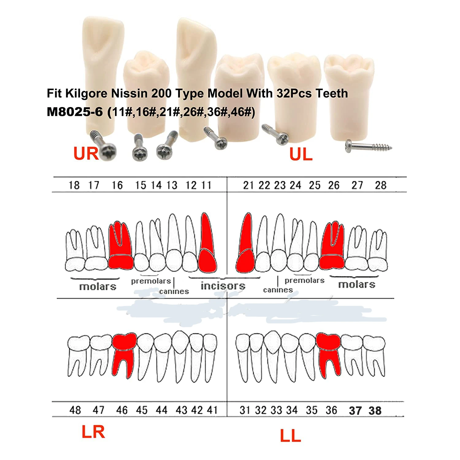 

Dental Typodont Practice Teeth Model Individual Replacement Teaching Resin Filling Training Compatible Kilgore Nissin 200 Type