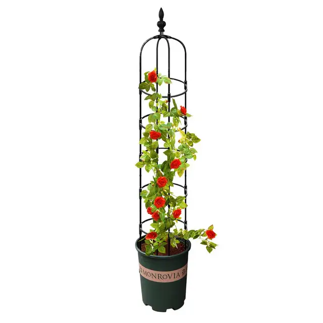Lot De 2 Treillis En Fer Pour Plantes Grimpantes Et Plantes Grimpantes