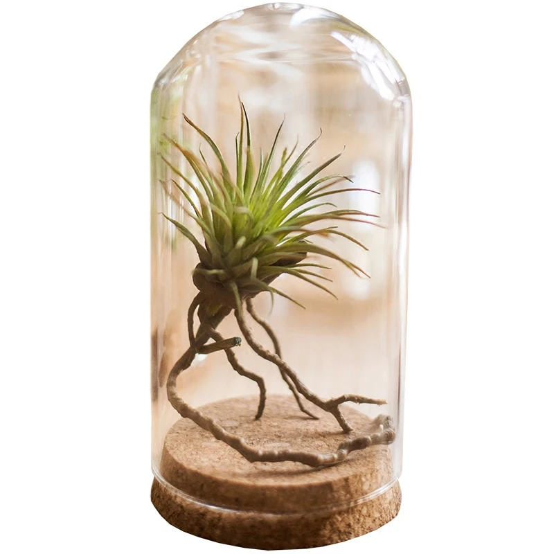60 X Artlass Empty Glass Cloche Bell Jar Tabletop Display Dome With Cork Base Wholesale D65 x H100mm 5