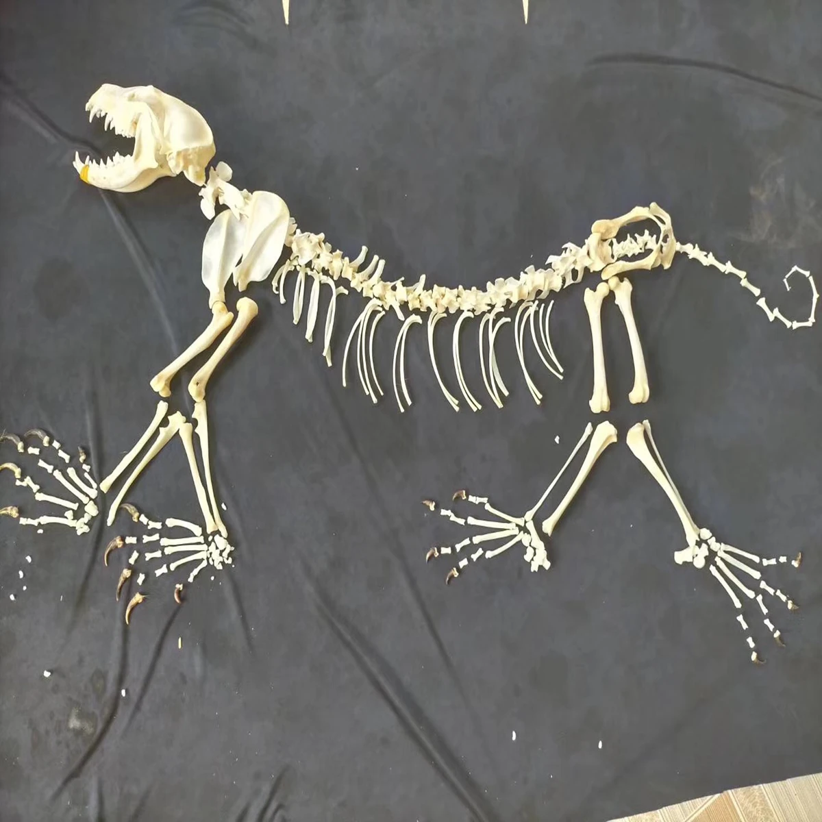 動物の骨 71Hbrh5-z-L._UF350,350_QL50_.jpg