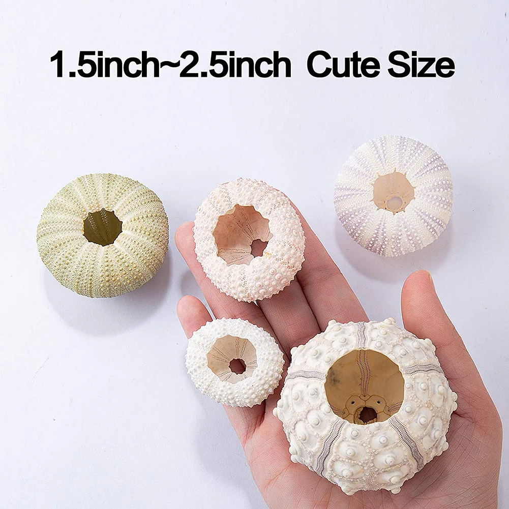 Natural Shells Conch Coquillage Sea Urchin Air Pineapple Aquarium Home Marine Beach Decoration Bonsai Mediterranean Seashells Natural Shell Ornaments