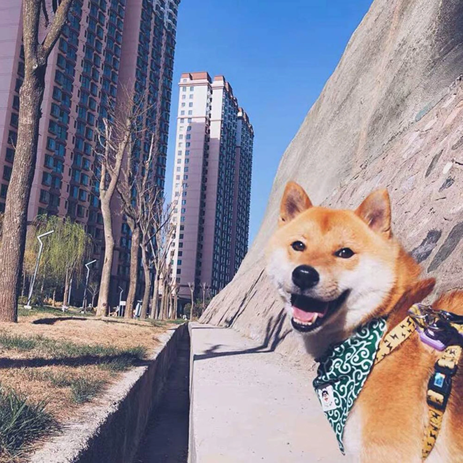 Dog Accessories Pet Dog Bandana Collar Collar Neckerchief Cute Puppy and Shiba Inu Printed Triangle Neck Scarf Saliva Dog Collar