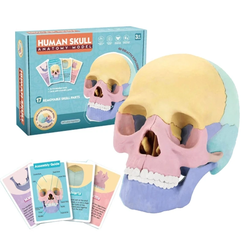 

Anatomy Skull Model For Studying Human Skull Model Medical Skull Model