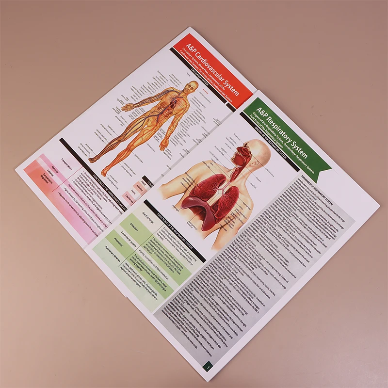 Anatomy & Physiology Guide Set 5