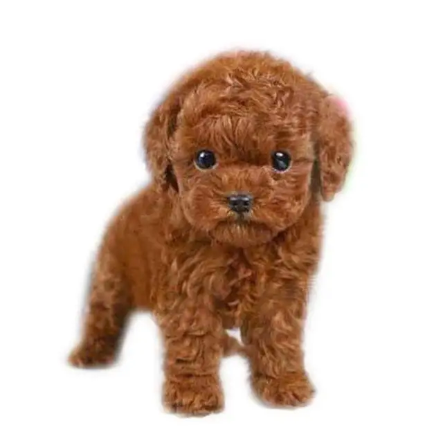 Realistic Teddy Dog Lucky Simulation Dog Poodle Plush Toys Handmade Realistic Figure Toy Dog Plush Stuffed Anim Toys For Kids#E5