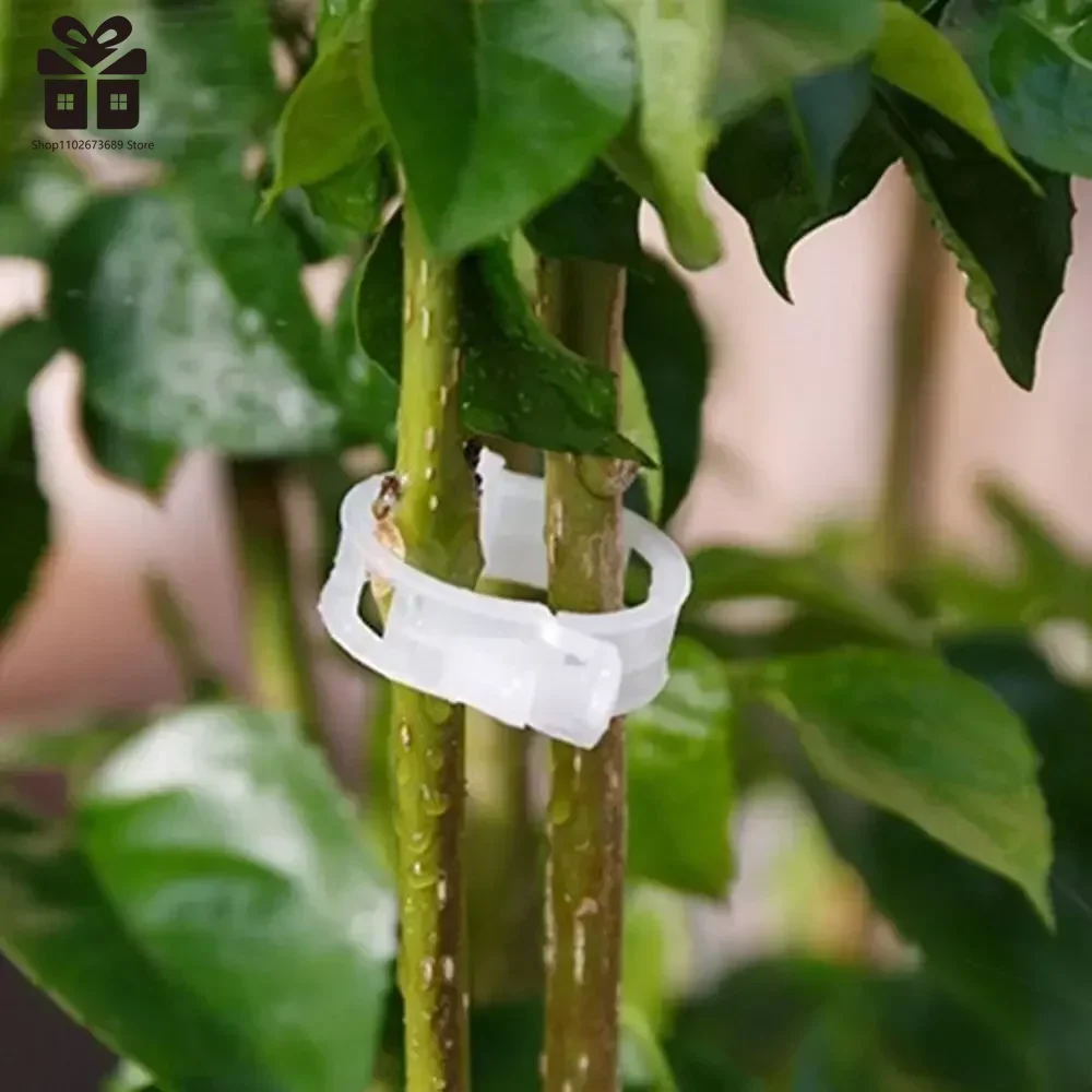 150/50Pcs Plastic Plant Clips Reusable Plant Vine Protection Grafting Fixing Tool for Vegetable Tomato Garden Supplies