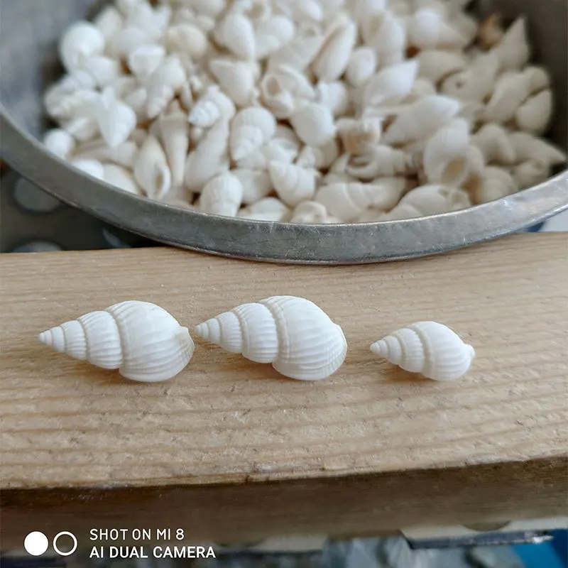 Natural Shell Ornaments 100pcs Small Shell White Nautical Wedding Wedding Decorationsations Ornaments White Small Beautiful Shell Conches Assorted natural shell ornaments