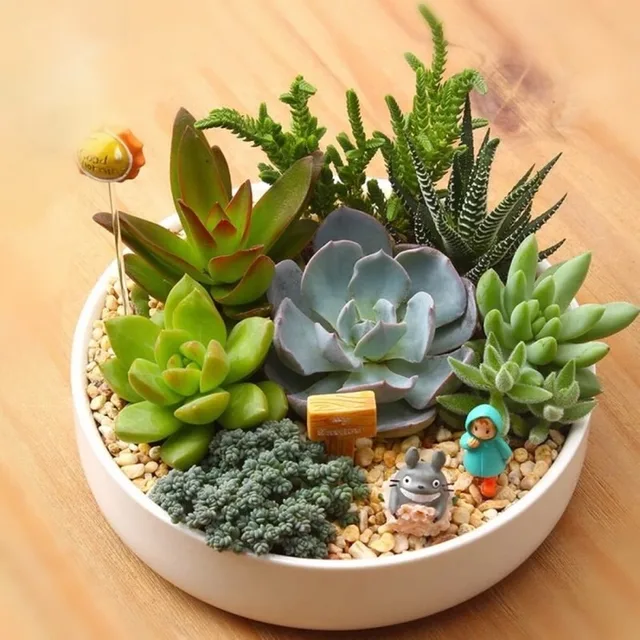 6Db -Es Pozsgás Növények Bonsai Növényi Élelmiszer -Összetett Műtrágya Gyógyhormonszabályozók Növekvő Helyreállítási Segítséget Nyújtanak A Kerti Tápanyagban - Image 6