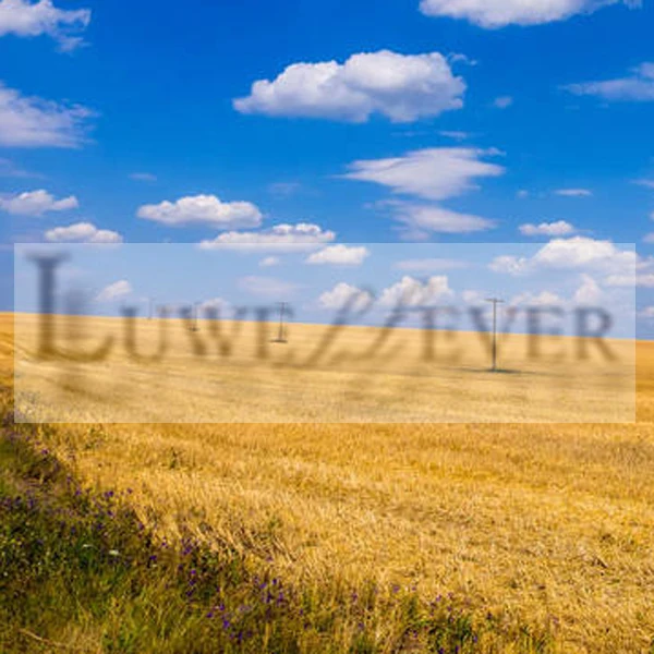 LUWELLEVER Co. Ltd. Store