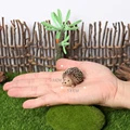 Hedgehog-8