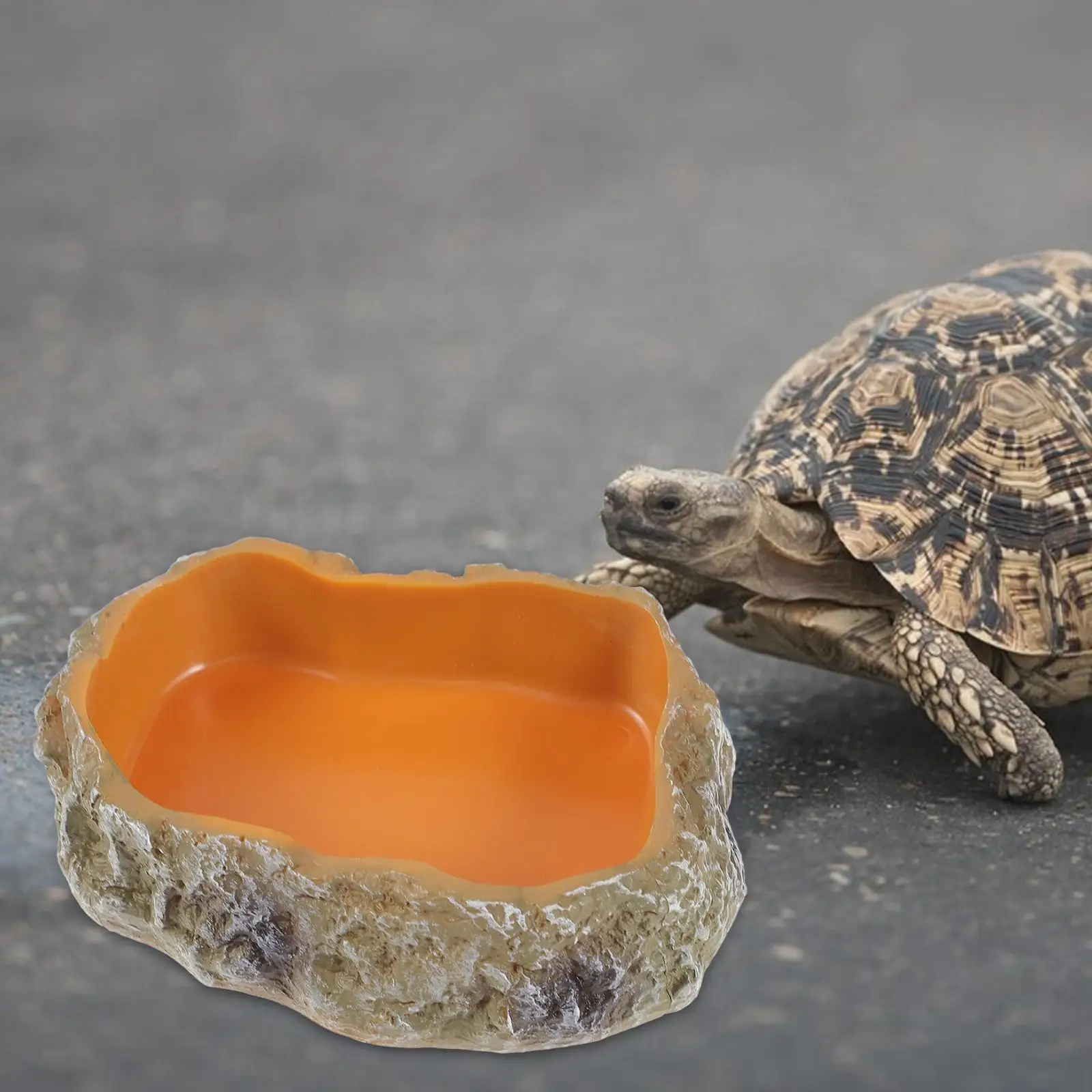 Reptile Water Bowls Tank Accessory Pet Aquarium Ornament Reptile Food Dish for Frog Leopard Gecko Snake Bearded Dragon