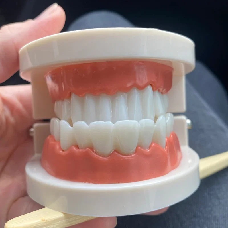1pcs Cheap Standard Dental Model Teeth Teaching Model Plastic Teeth Model For Dentist Dental Students Studying Education Display 4