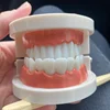 1pcs Cheap Standard Dental Model Teeth Teaching Model Plastic Teeth Model For Dentist Dental Students Studying Education Display 4