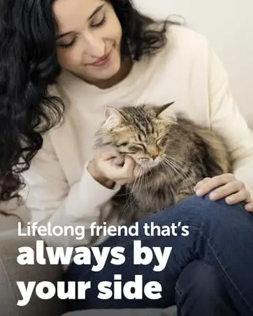 cat always by your side