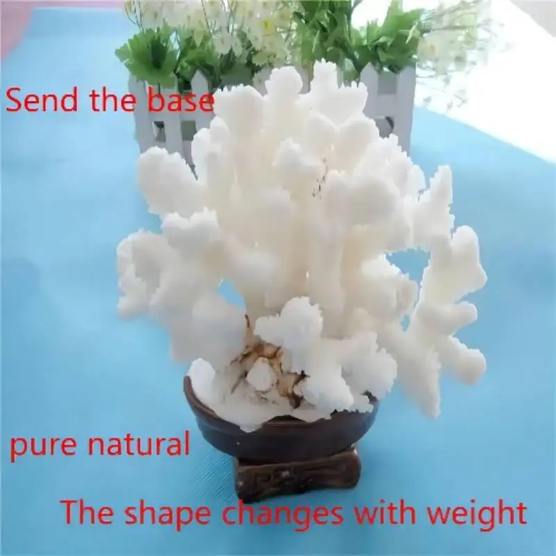 1PCS From The South China Sea Pure Natural Coral Natural Conch Shell Coral Oversized Bonsai Coral Gift Of Nature God's Hand boutique 9 dragons anicent china emperor natural jade seal artwork ornament collection art gift ornament natural jade seal