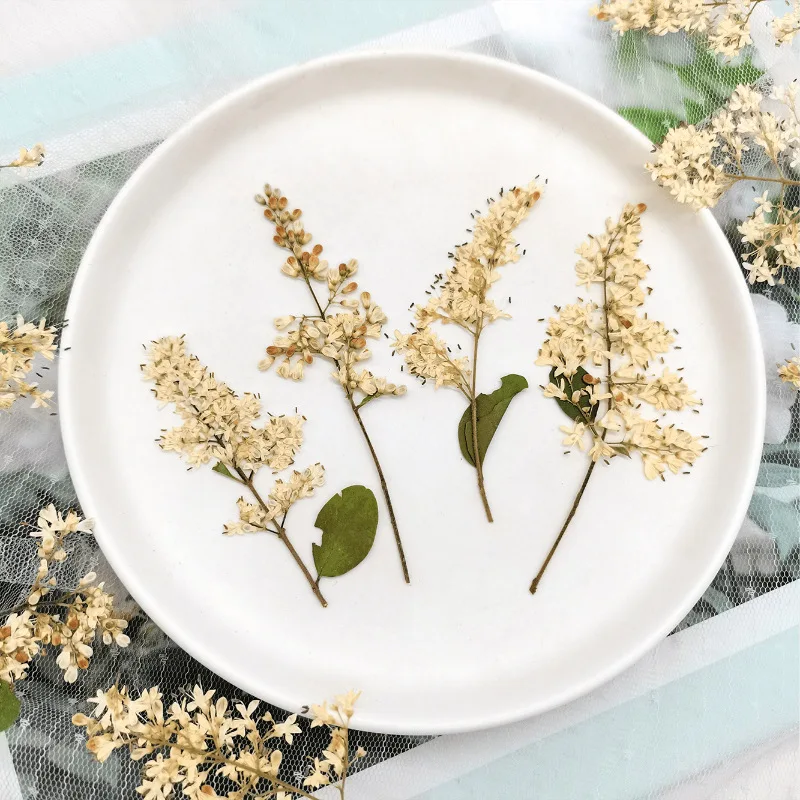 

60pcs Pressed Dried Ligustrum lucidum Ait Flower Herbarium For Resin Epoxy Jewelry Card Bookmark Frame Phone Case Makeup Lamp