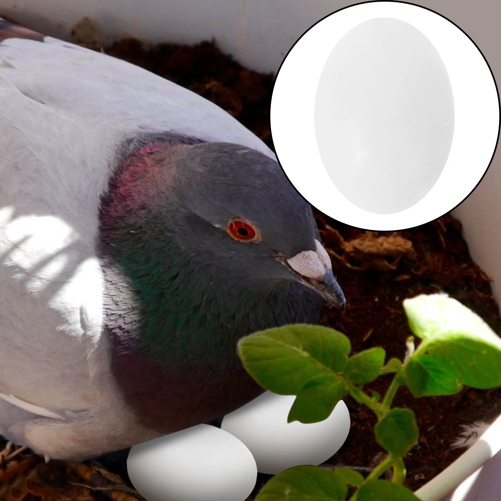 

30Pcs White Solid Plastic Simulation Pigeon Birds Eggs