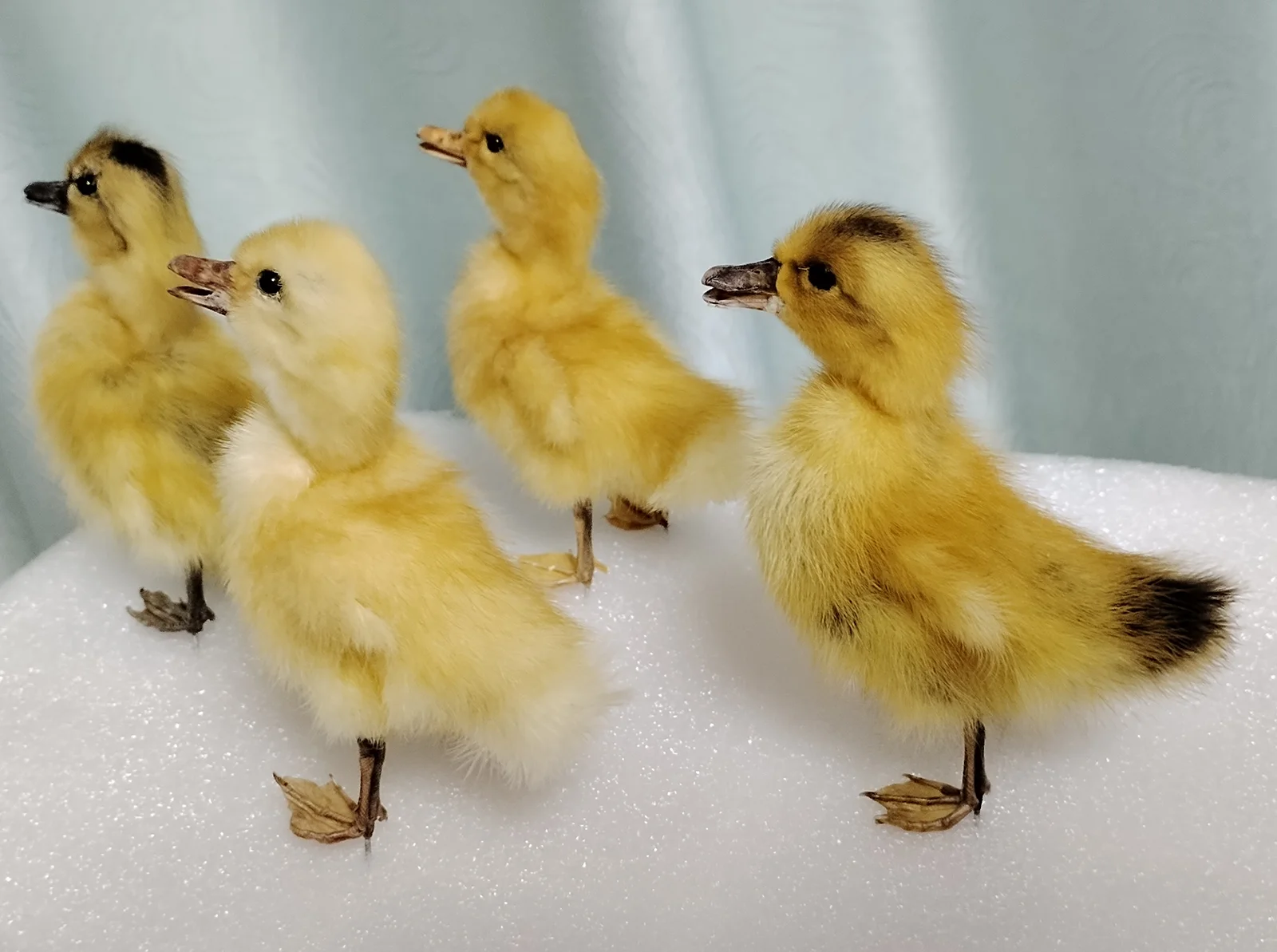 Miniature Duck Figurines Stuffed Duckling Specimen Yellow Duck Birds Taxidermy Home Decor-Perfect for Collecting, Special Gifts