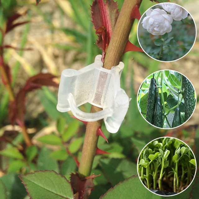 50 db Növényi Oltó Klip Ágakhoz Palánták Virágszőlő Kötőelemek Clamp Műanyag Támogató Klipek Kerti Mezőgazdasági Eszköz - Image 2