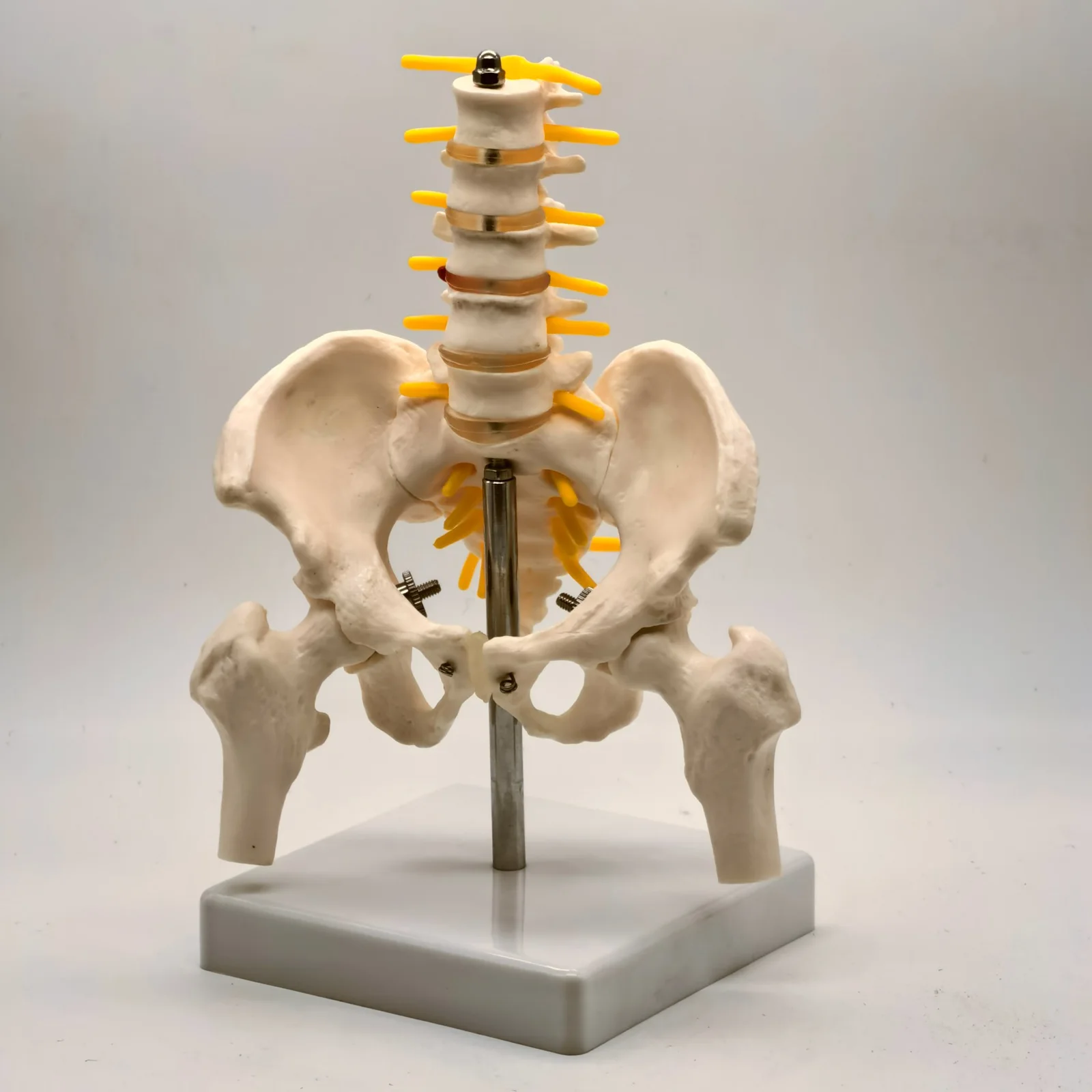 Pelvis and Lumbar Anatomy Model 6