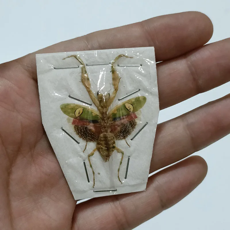 本物の昆虫標本、カブトムシ、ロングホーンカブトムシ、セミ