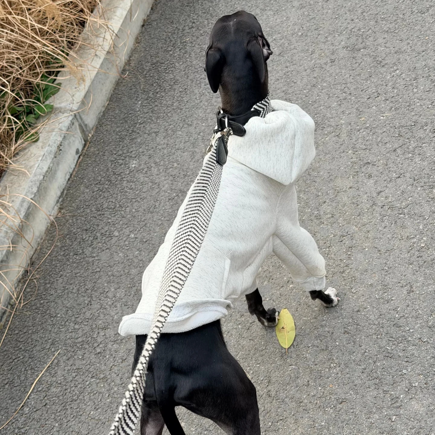 일본식 드로스트링 후드티 강아지용 겨울용 따뜻한 긴팔 그레이 코트 이탈리안 그레이하운드/위핏용 자켓