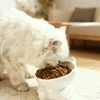 Cat Bowl Pet Accessories Ceramic Diagonal High Feet Cute Protection Cervical Spine Dog Bowl Drink Water Bowl Pet Supplies 2