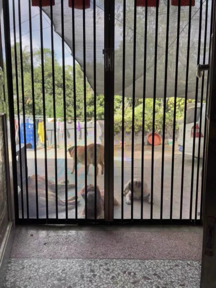 Cats mesh door screen anti scratch aluminum frame Pleated metal Mesh Retractable Folding fly Screen security door