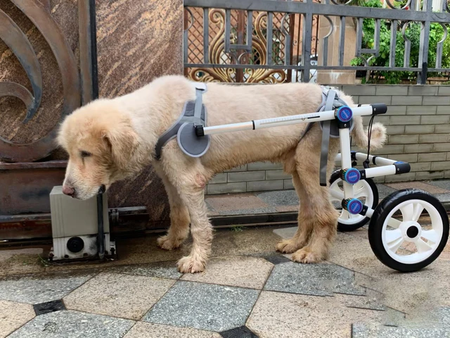 Aluminum Adjustable Dog Wheelchair for Back Legs Rehabilitation