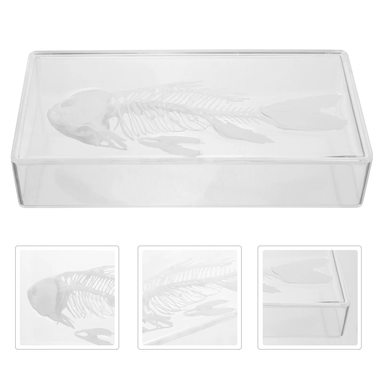 

Realistic Fish Bone Simulation Fish Bone Model Fish Bone Specimen for Teaching
