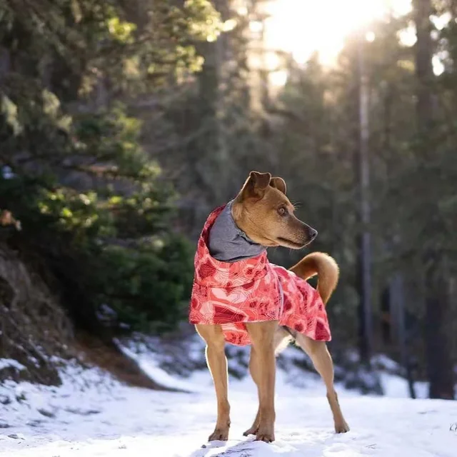 Waterproof Winter Dog Jacket