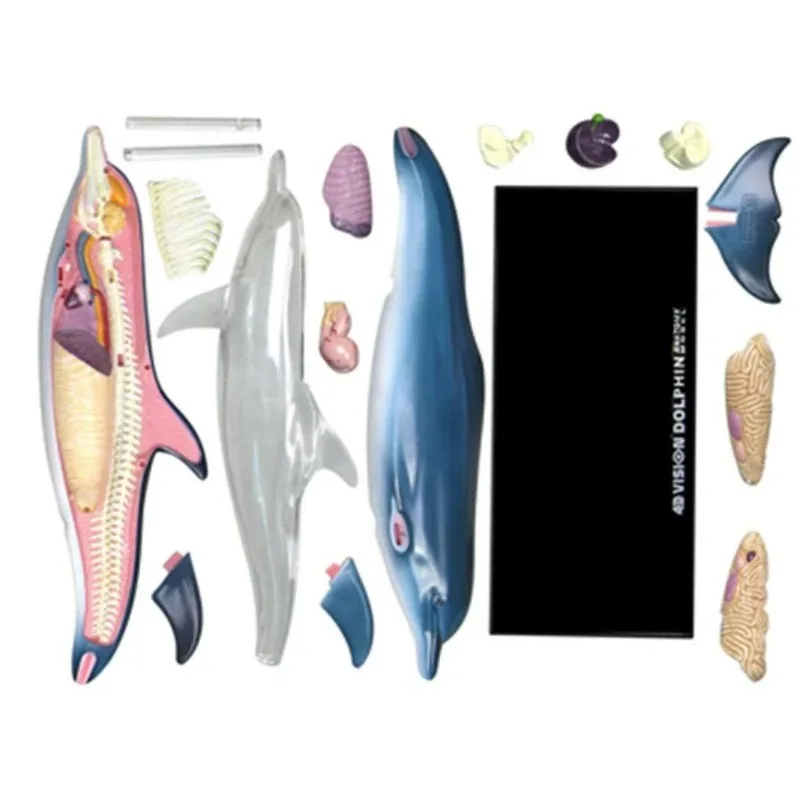 4D Vision Dolphin Organ Anatomy Model Animal Puzzle Toys for Kids