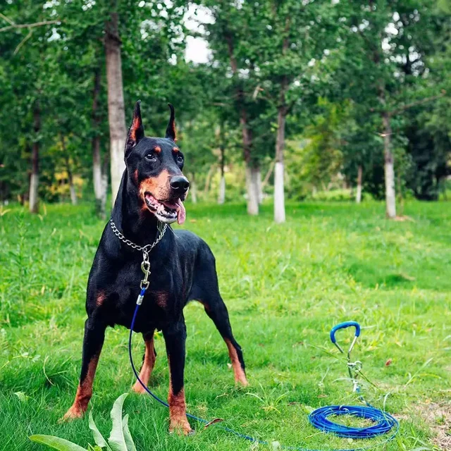 Collier chaîne serpent pour animaux de compagnie, collier d'étouffement pour chien en acier inoxydable pour chiens, collier d'étouffement réglable pour Bulldog 2