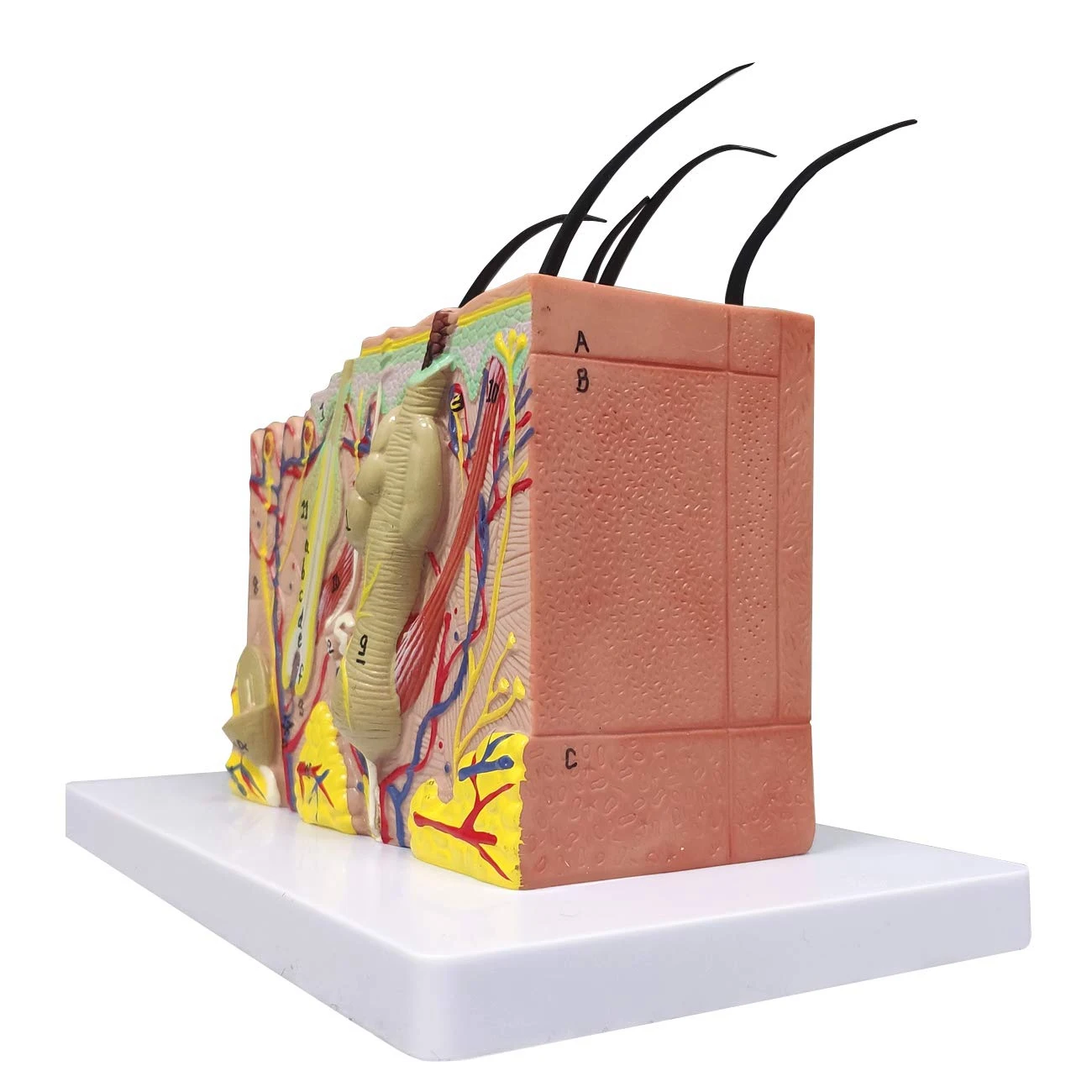 35X Enlarged Skin Model 4