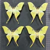 Real Butterfly, Big Silkworm Moth Specimen, Photography, Props, Home Decoration, DIY Handicraft Exhibition Collection Sculpture 4