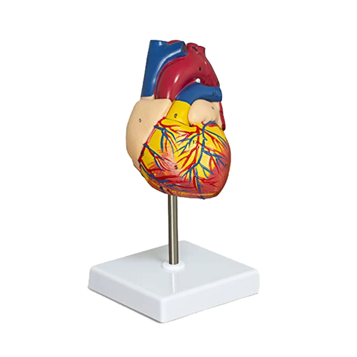 

Heart Model, 2-Part Deluxe Life-Size Human Heart Model Anatomy with 34 Anatomical Structures, Anatomical Heart