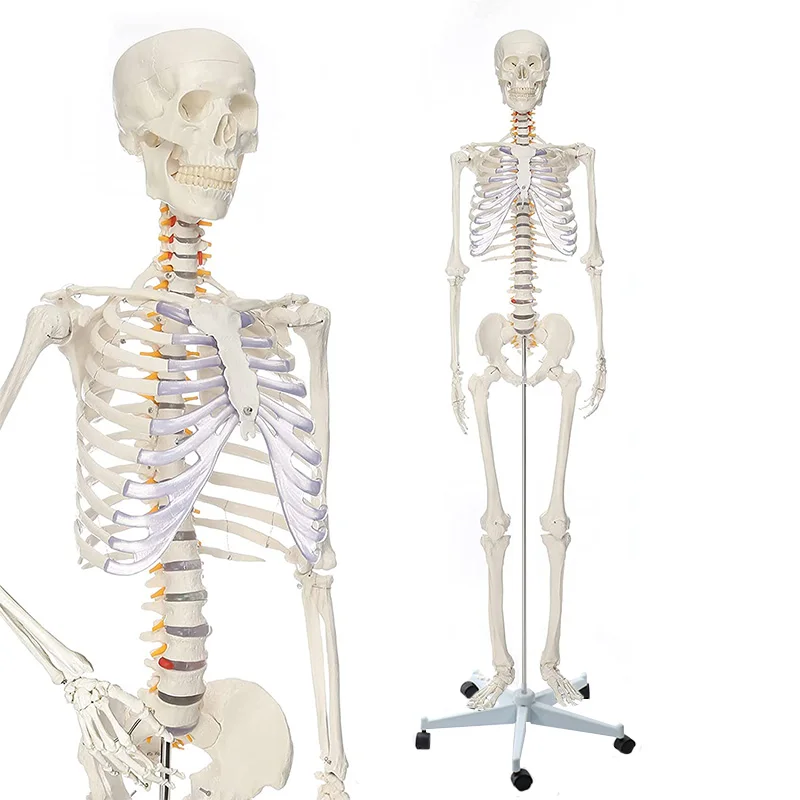 

Human Anatomical Skeleton Model 170CM Life Size Clear Bone Texture Include Nerve Roots Plastic Medical Science Anatomy