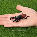Lucanidae A