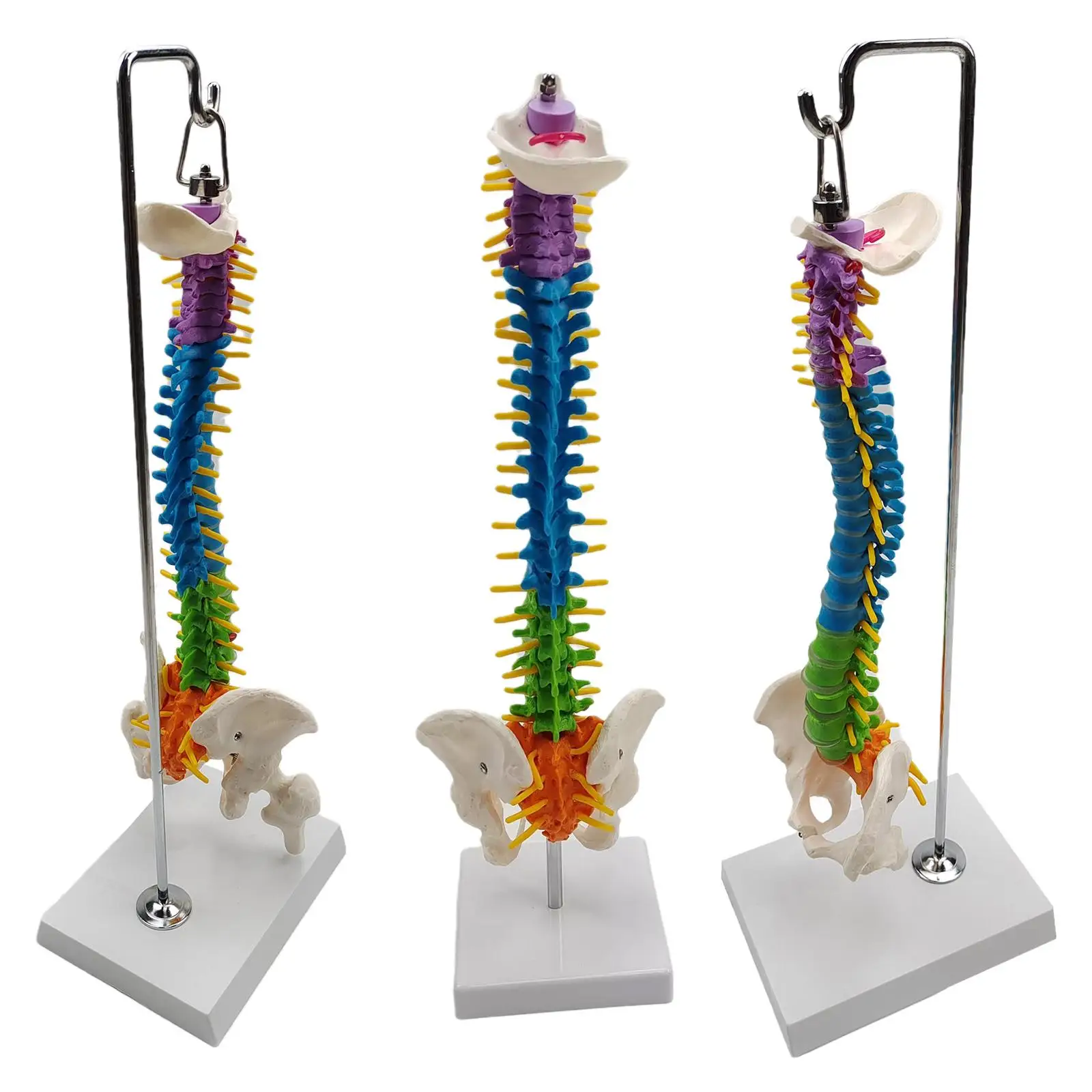 Life Size Flexible Spine Model with Vertebrae, Nerves, Arteries, Pelvis Column for Teaching Aid Biology Class