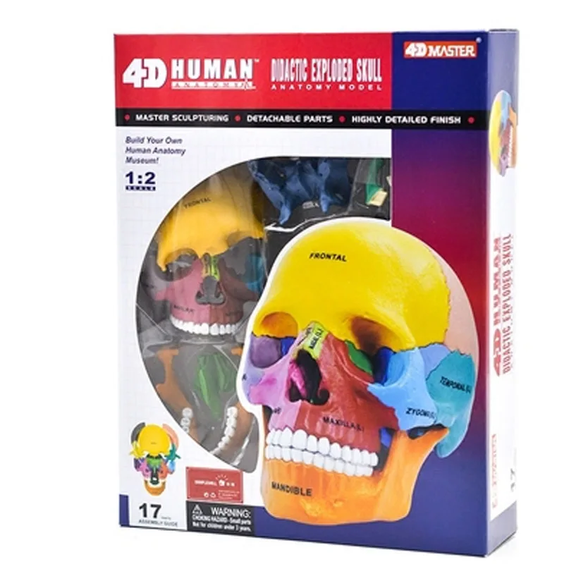 

Модель черепа в сборе 4D MASTER Human Skeleton