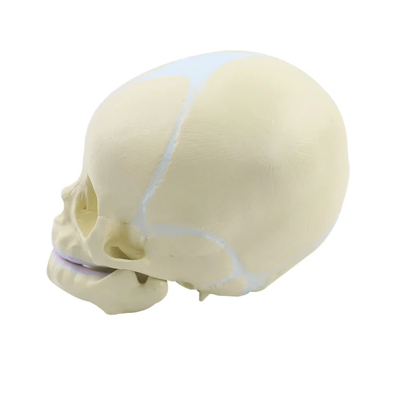 1:1 Human Fetal Baby Infant Anatomical Skull Anatomy Skeleton Model Teaching Supplies Tool for Medical Science Lab Supply