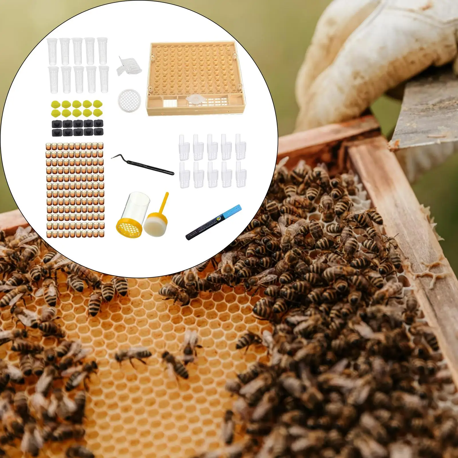 Bee Queen Rearing Cup Convenient Light Weight Beekeeping Supplies Box Size 13x14.8x2.8cm