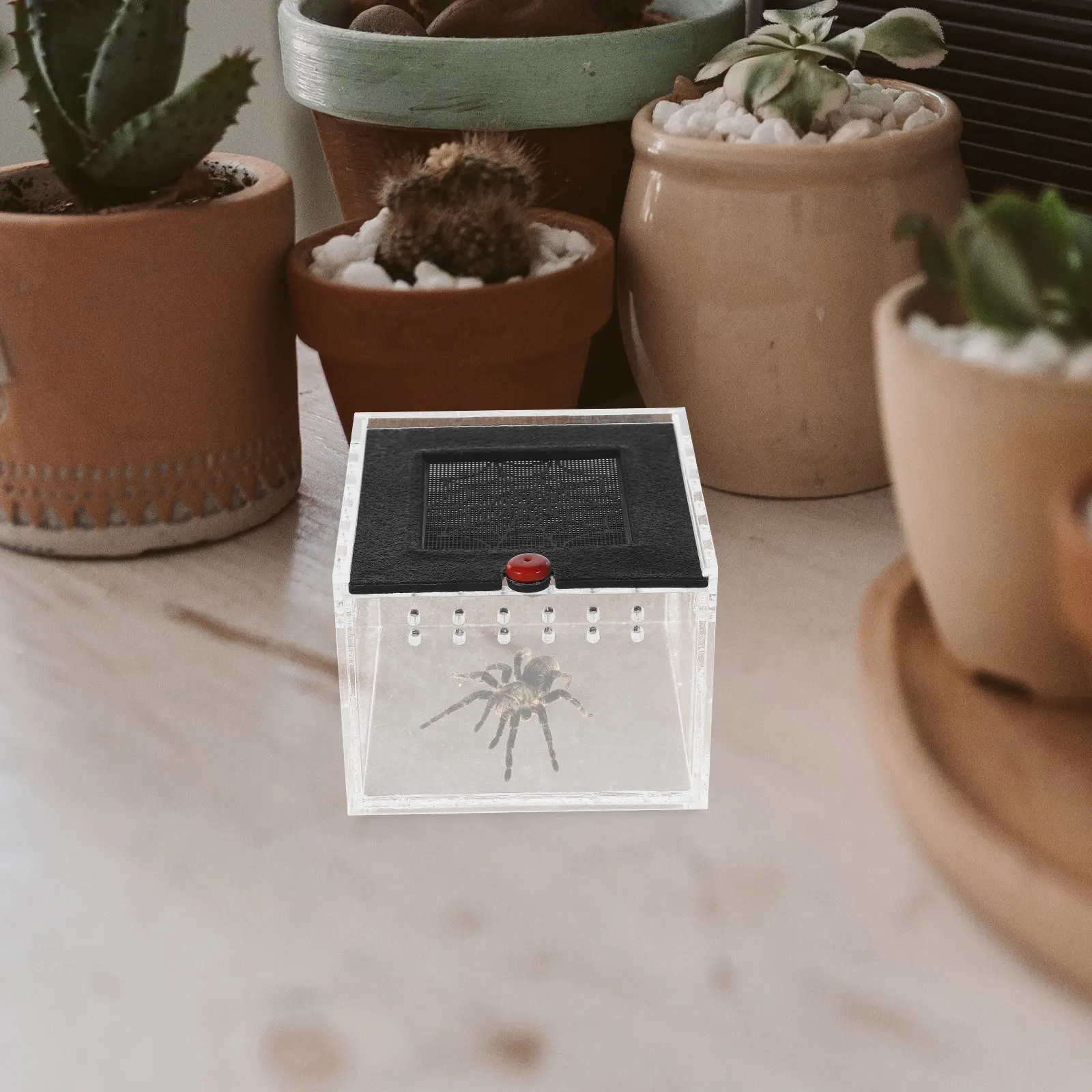 1Pcs 파충류를위한 아크릴 애완 동물 사육 상자 작은 동물 환기 구멍 편안한 환경 거미 전갈 먹이통