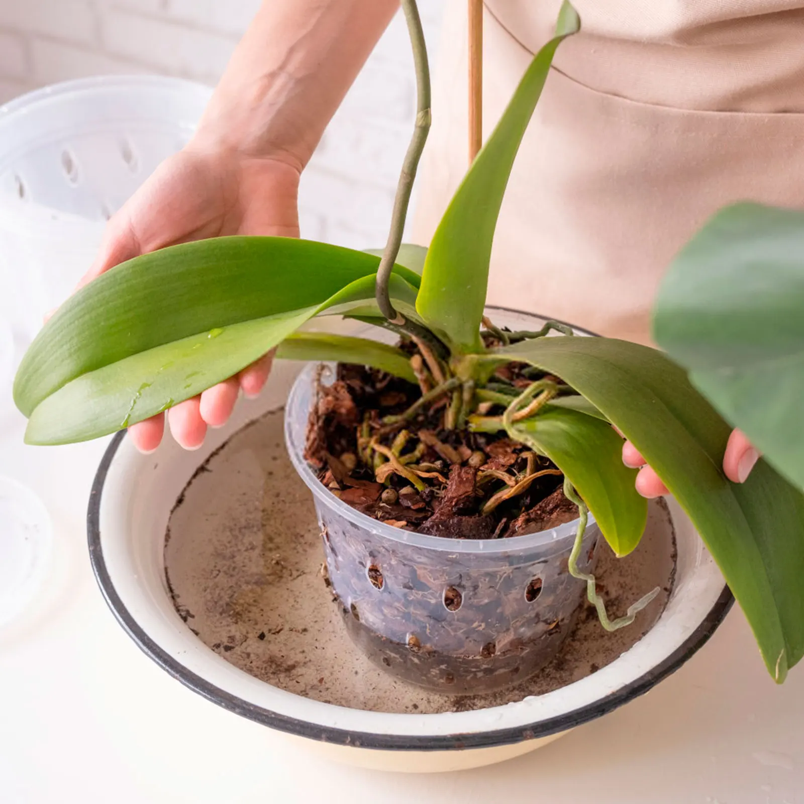 5Pcs Plastic Orchid Pot 4/5/6inch Transparent Slotted Orchid Pots Holes and Saucers Breathable Flower Plant Pot for Nursery flower pot plant pot