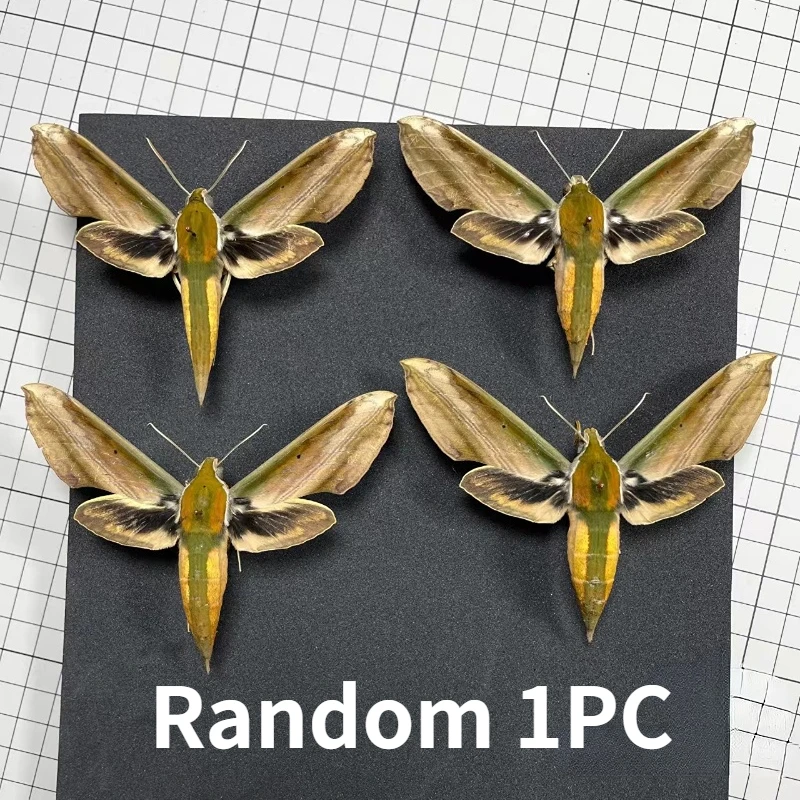 Real moth specimen butterfly specimen DIY handicraft home decoration student observation research hobby collection 5