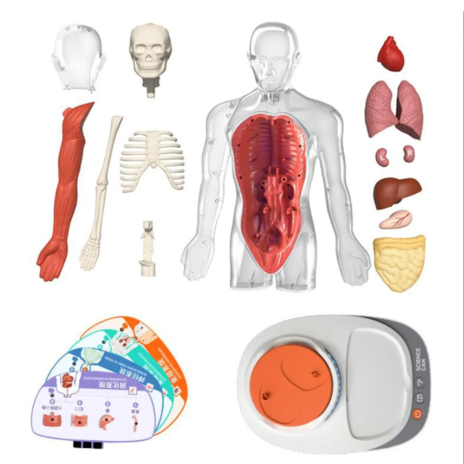 Human Body Model for Kids Teaching Aid Rotatable Model Human Body Puzzle Kits for Kids for Study Class Students Preschool Child Human Body Model for Kids Teaching Aid Rotatable Model Human Body Puzzle Kits for Kids for Study Class Students Preschool Child
