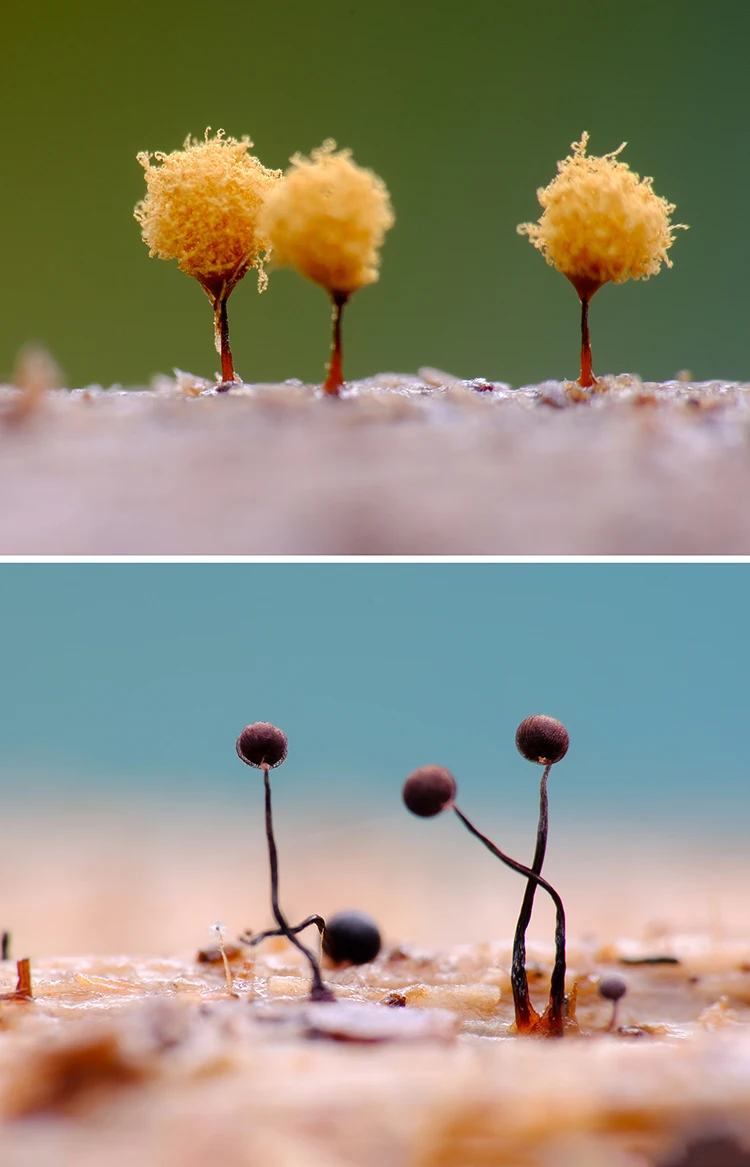 A4/A5 Größe Makrofotografie-Hintergrundkarte Makrofotografie-Werkzeuge Outdoor-Fotografie für Blumen und Insekten – Detail 7