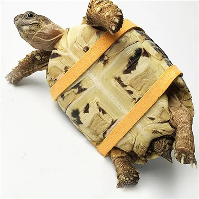 Pet Turtle Traction Rope Safety Belt Outdoor Traction Belt Multifunctional Training Rope Portable Small Pet Supplies 4