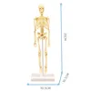 Kids Educational Toy Science STEM Game Assembled Human Body Skeleton Anatomy Organs Bones Kit STEM Toys For Children 5
