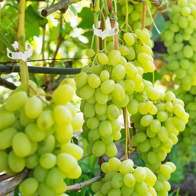 50-100 Százalékos Növényi Támogató Klipek Kerti Szőlő Paradicsom Zöldségek Növények Rácsos Zöldségekhez - Image 5